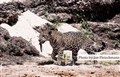 LR-3780 jaguarunge äter buffel JF.jpg