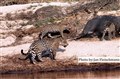 LR-3992 jaguarer vid buffelkadaver JF.jpg