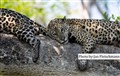 LR-5013 jaguarungar JF.jpg