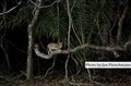 LR-5513 ozelot fr hide JF.jpg