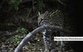 LR-7429 ozelot fr hide Pantanal JF.jpg