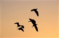 birds in sunset_JF1.jpg