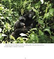 210314 Inlaga gorillaboken 40 sid J Fleischmann-26 - Kopia.jpg