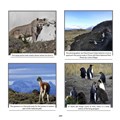 Jan Fleischmann, Maria Veneke Ylikomi -Tracking the Panthera family - Oct-10-2018-1-284.jpg