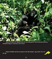 LOW Gorillor inlaga (Page 32).jpg