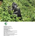 gorilla book Low res JF1.jpg