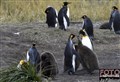 1_King_penguin_Patagonia_Jan_Fleischmann.jpg