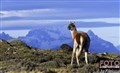 guanaco_Patagonia_Jan_Fleischmann.jpg