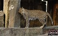 0237 leopard India.jpg