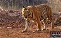 4105 Bengal tiger male .jpg