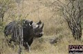 1385 black rhino M Mara JF.jpg