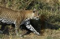 2415 leopard Masai Mara JF.jpg