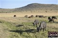 4225 mara buffaloes.jpg