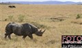4984 black rhino Mara JF.jpg