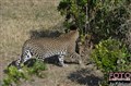 6041 leopard Masai Mara JF.jpg