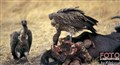 ny 8 Lionstory 1 vultures JF.jpg