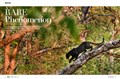 5220-1FELINE TALES-1.jpg