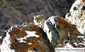 5697 snow leo Ladakh JF small.jpg