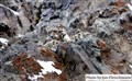 5863 crop snowleopard India JF.jpg