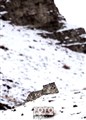 Snow Leopard cubs Ladakh JF.jpg