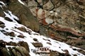 Snow leopard Ladakh JF5.jpg