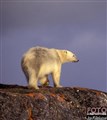 2_polar_bear_Svalbard_Jan_Fleischmann.jpg