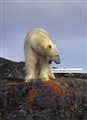 LR 2- Svalbard polar bear JF3.jpg