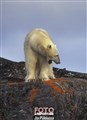 Svalbard polar bear JF3.jpg