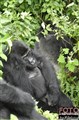 3342 gorillas in K Biega JF.jpg