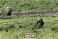 Langoue Bai elefant gorilla JF3.jpg