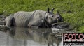 2620 Indian rhino.jpg
