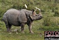 2759 Indian rhino .jpg