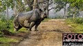 3059 Indian rhino .jpg