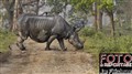 3064 Kaziranga rhino crossing Jf.jpg