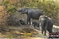 7321 Asian elephants.jpg