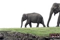 ny1 0277 elephants Nagarhole NP JF.jpg
