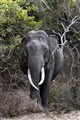 9922 elephant a tusker_JF.jpg
