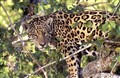 jaguarhanne Pantanal_JF.jpg